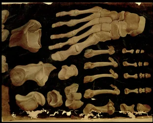 Dessin anatomique des os du pied